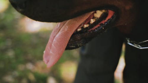 Close up of a Dog's Mouth