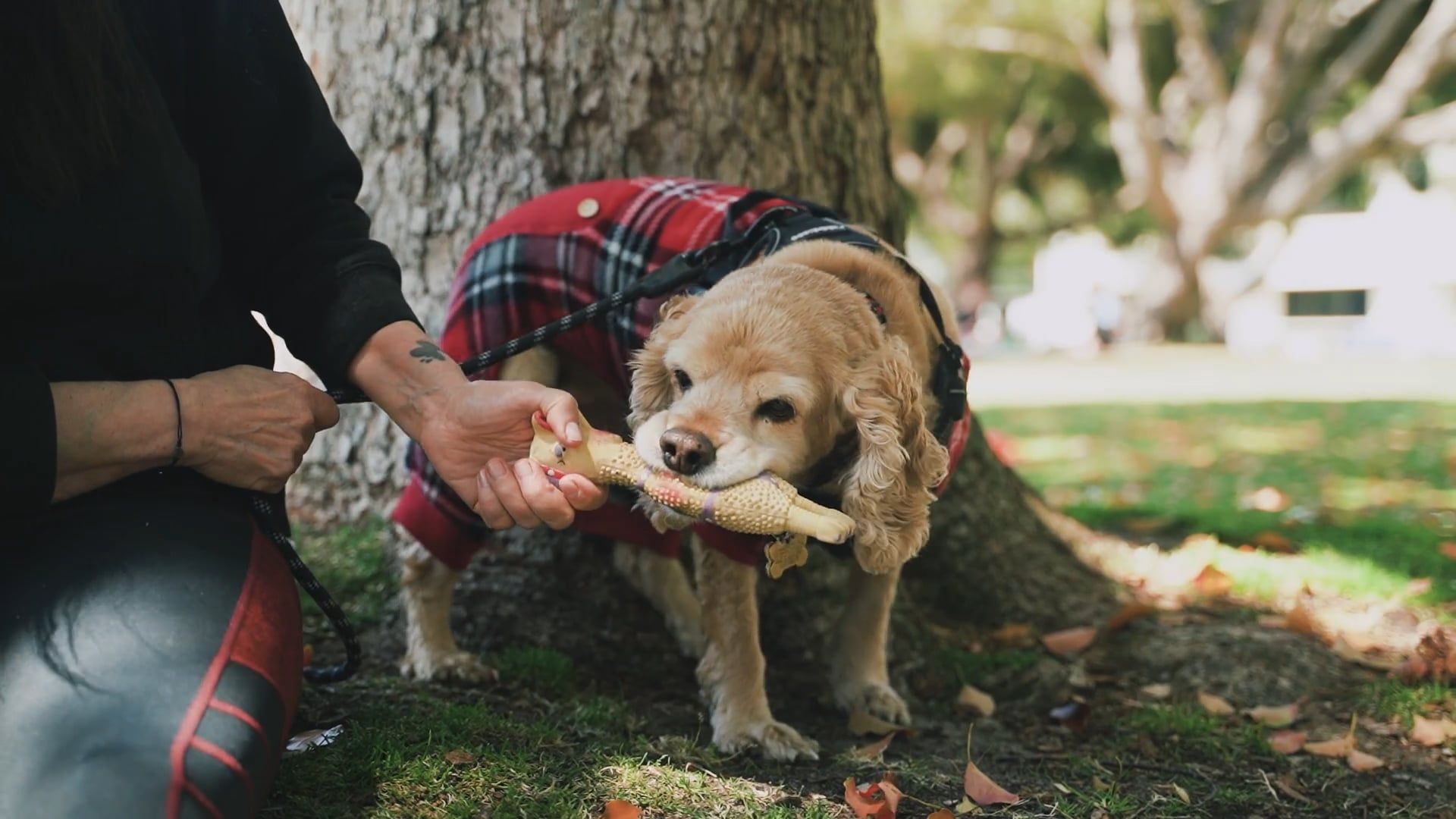 Dog Daycare video