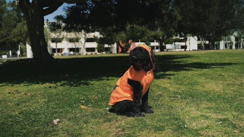 A Dog Standing in a Park