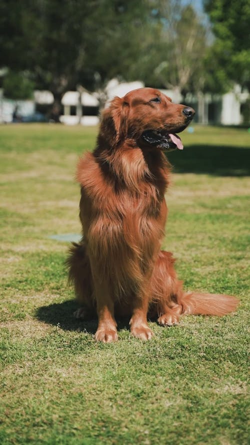 Funny Dog Videos, Download The BEST Free 4k Stock Video Footage & Funny Dog HD Video Clips Funny Dog Videos, Download The BEST Free 4k Stock Video Footage & Funny Dog HD Video Clips