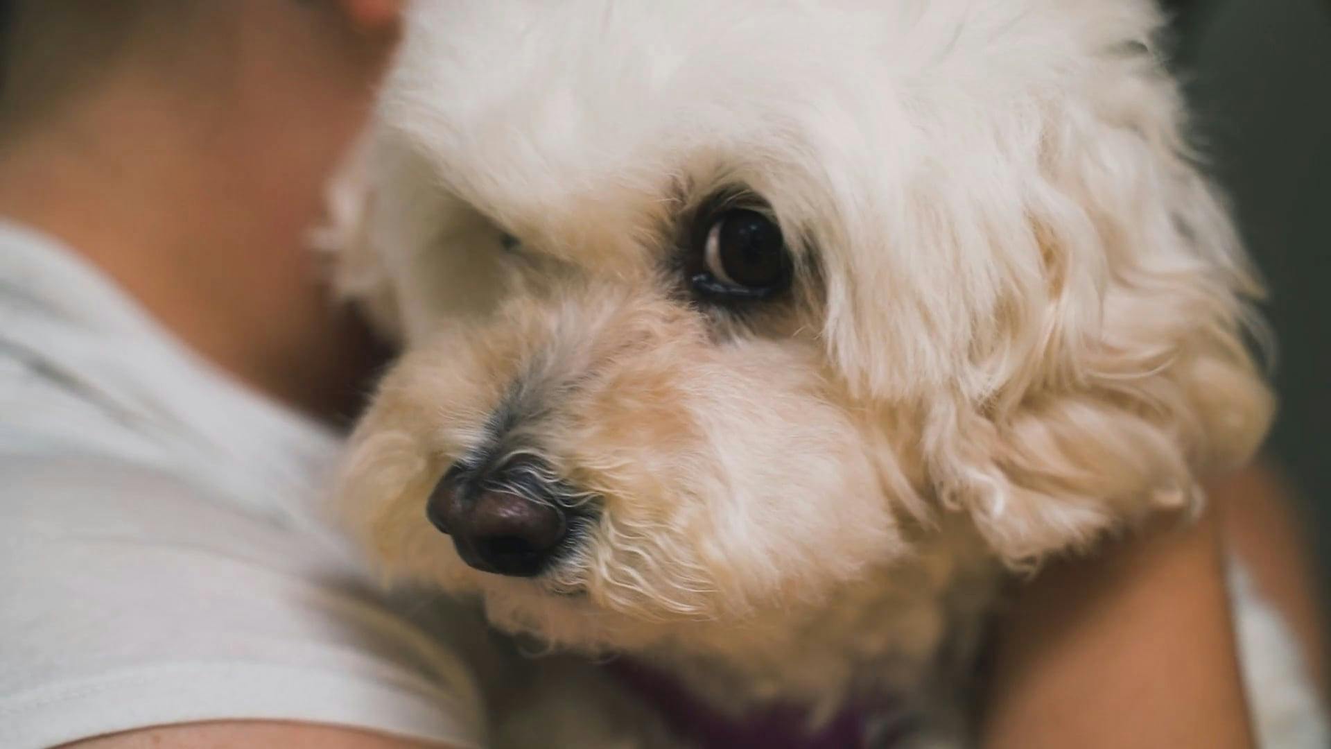 Close Up Video of Person Carrying a Dog · Free Stock Video