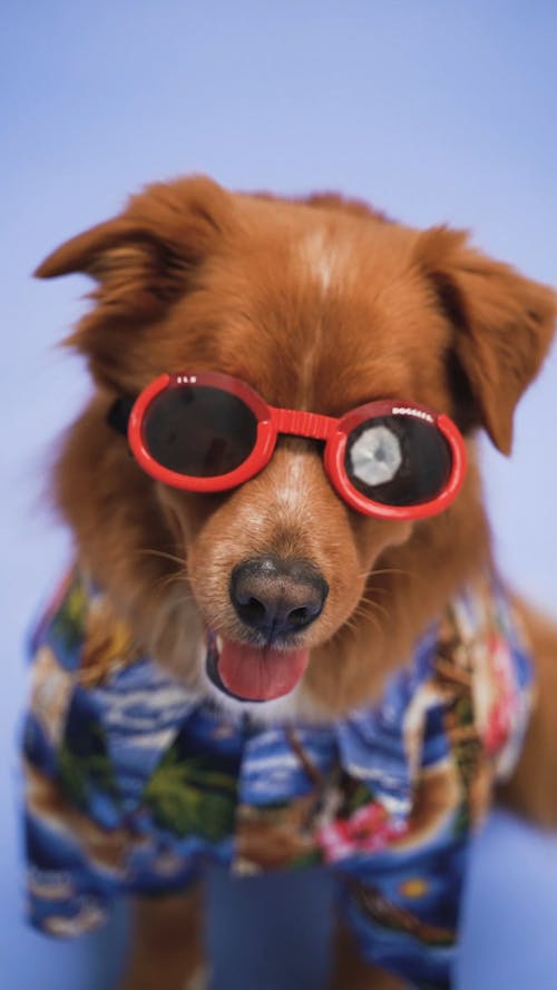 A Dog with Red Sunglasses 