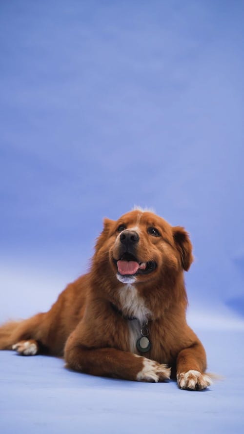 A Dog Lying on the Ground 