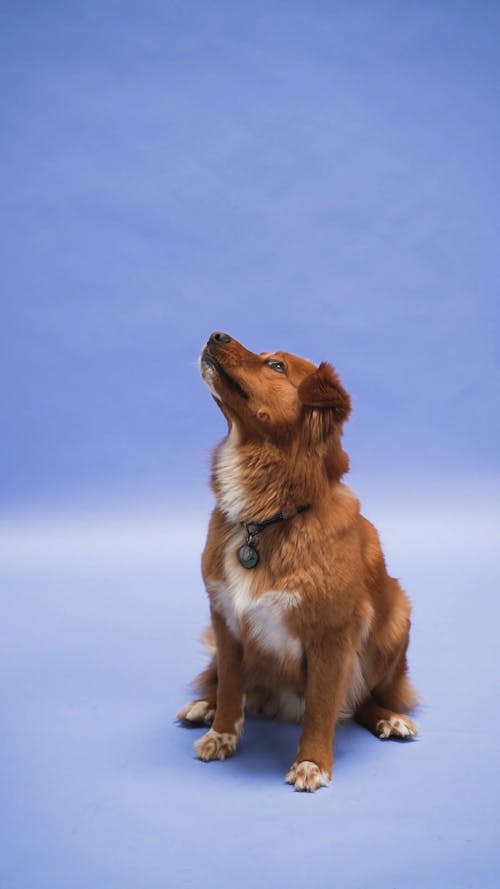 A Dog Playing Catch