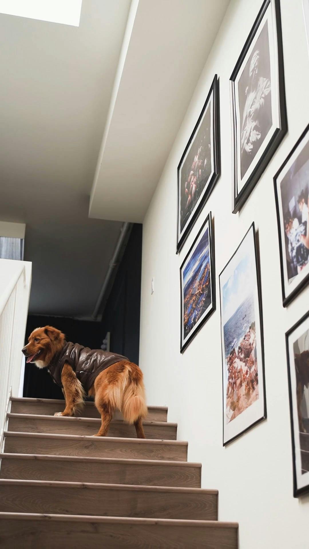A Dog Running Down the Stair · Free Stock Video