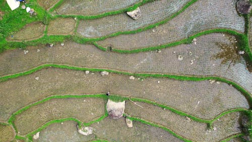 Bird's-Eye View of a Rice Field