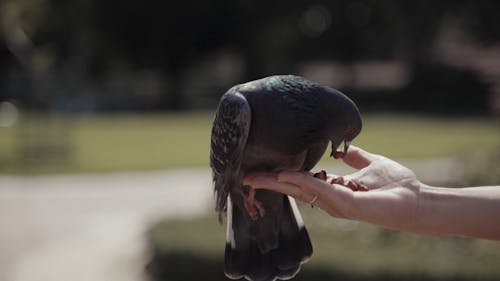A Pigeon Eating on a Human's hand