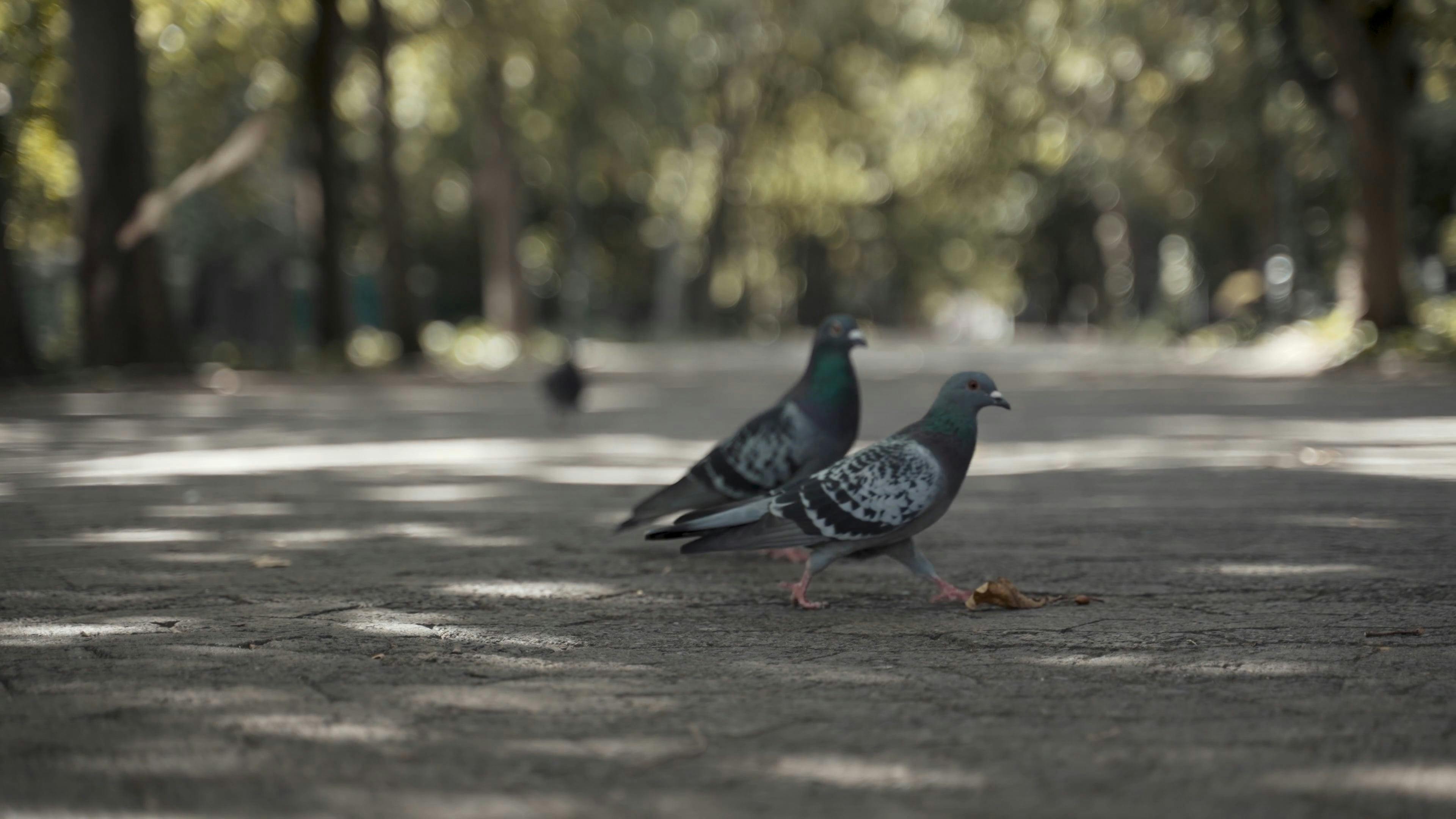 Video by Taryn Elliott