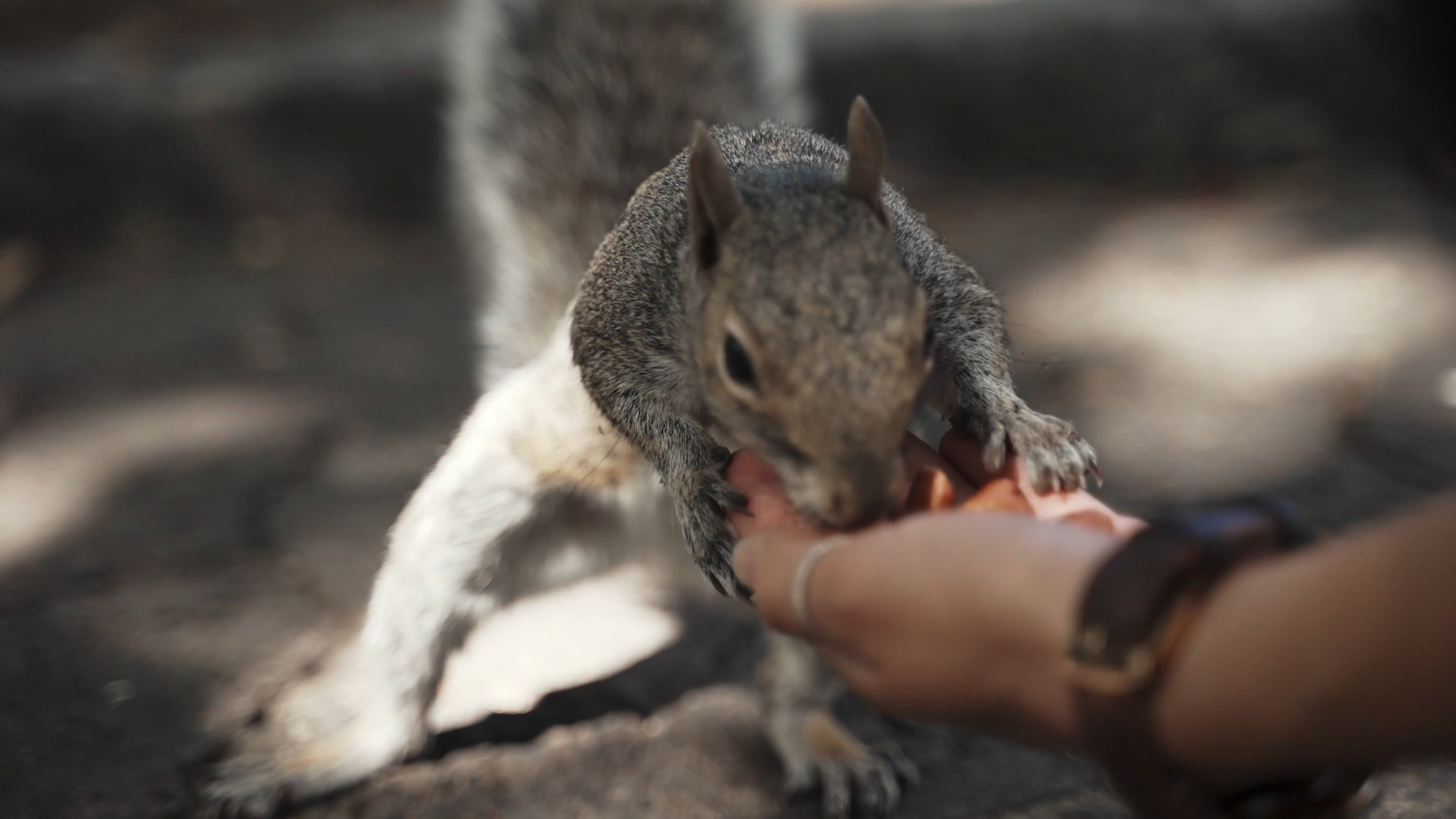 Rodent Control video
