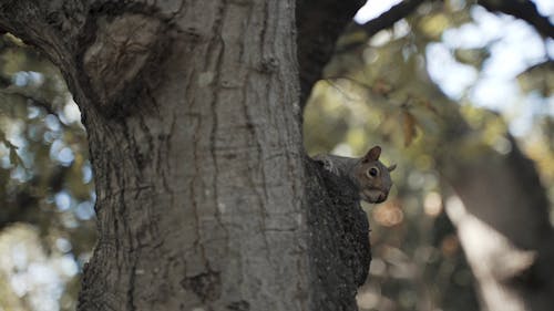 A Squirrel on a Tree