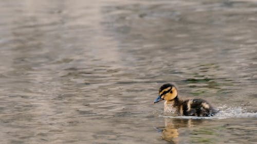 A Duck Swimming on a Water