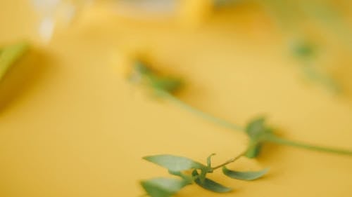 Close Up Shot of Herbal Medicine Ingredients