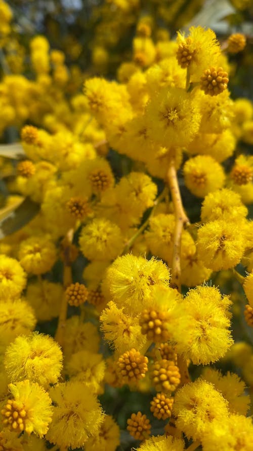 Close Up View of Helichrysum Flowers