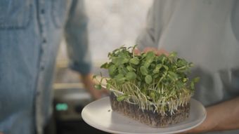 豌豆尖视频素材视频素材