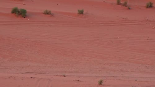 People Riding a Camel on the Desert