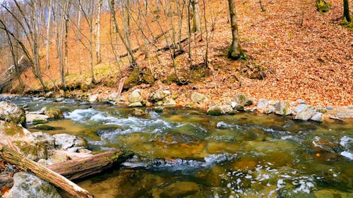 Water Flowing in a Stream during Autumn