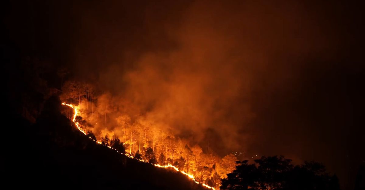 Fire Hd Video Wildfire in a Forest Free Stock Video Footage, Royalty-Free 4K & HD ...