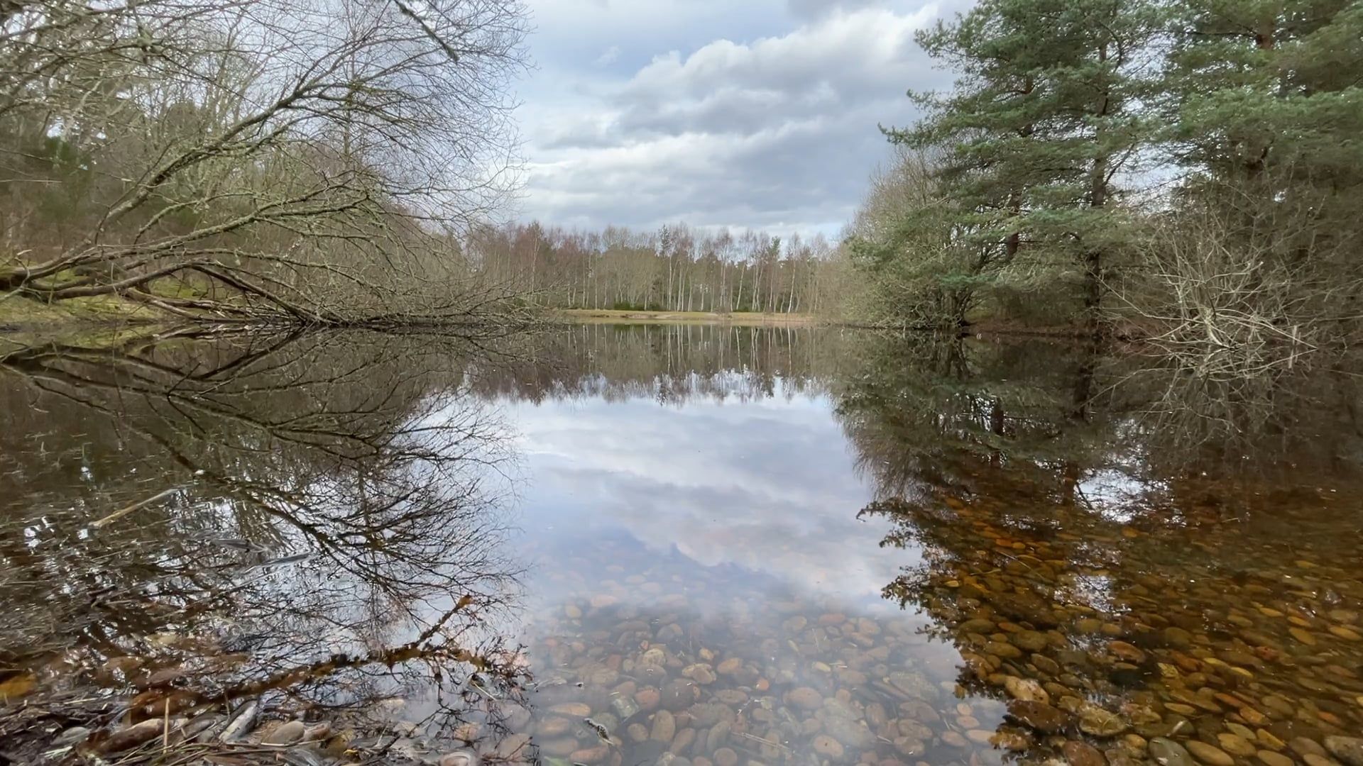 Calm Water and Ripple at the Forest Free Stock Video Footage, Royalty ...