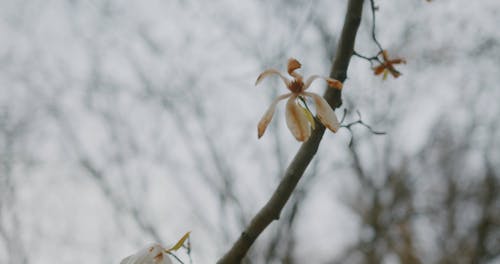 Shallow Focus of a Flowering Tree