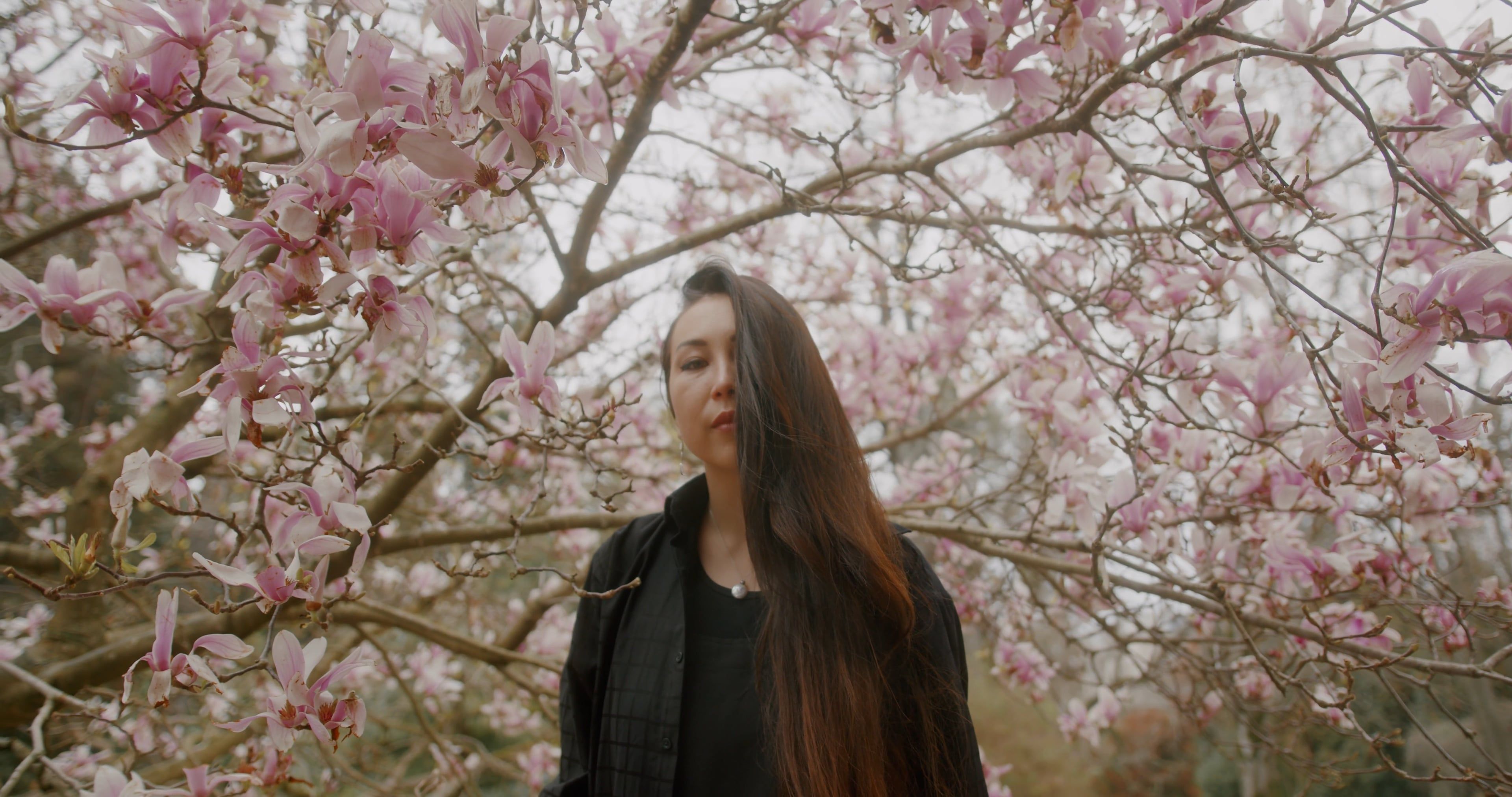 Japanese Pink Tree Videos, Download The BEST Free 4k Stock Video ...