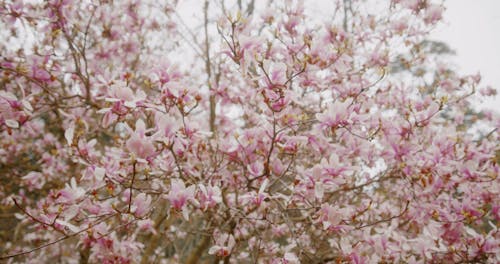 Magnolia Blossom Tree