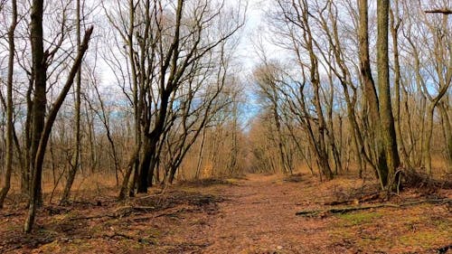 Person Walking Through the Woods