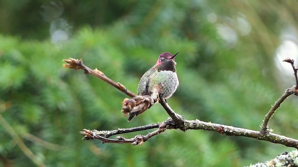 Close up of Bird Free Stock Video Footage, Royalty-Free 4K & HD Video Clip