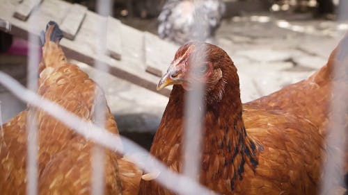 Close-up Video of a Chicken