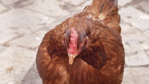 Close-Up Video of a Chicken