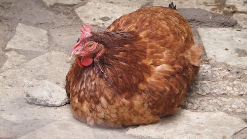 Red Chicken on Ground