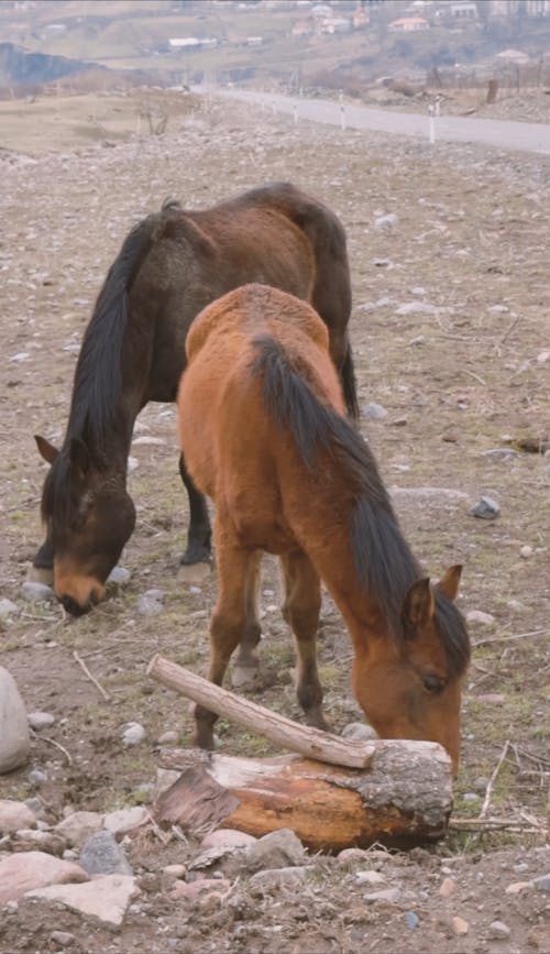 Horses Grazing Outdoors