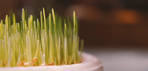 Close-Up Video of a Sprouts