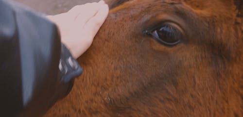 Close Up of a Person Petting a Horse on the Head