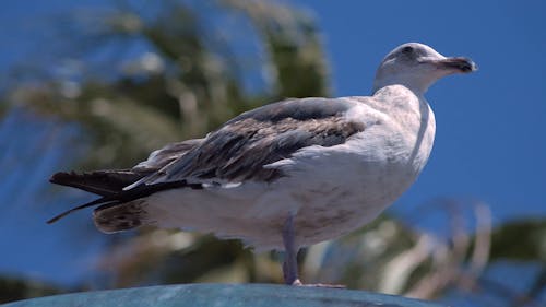 Close-up of a Perched Seagull