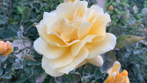 Beautiful Yellow Flowers