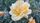 yellow roses