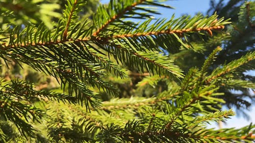 Close-Up View of Pine Leaves