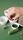 ayurveda medicine