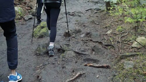 People Walking Together in Jungle