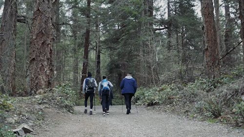 People Hiking in a Forest