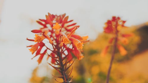 Close-up Footage of an Orange Flower