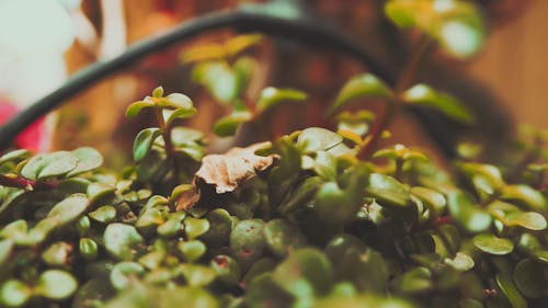 Close up Shot of a Plant