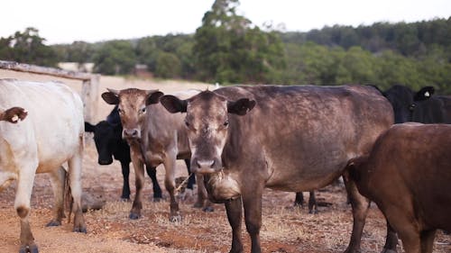 Cattles on a Farm