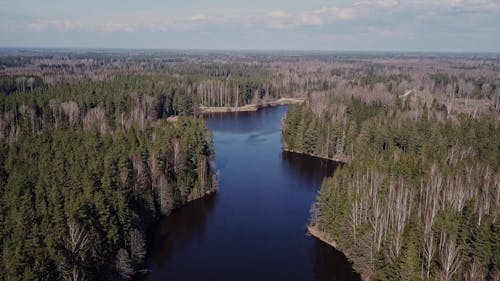 Drone Footage of a Dense Forest with a Lake