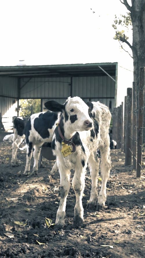 Video of a Cow