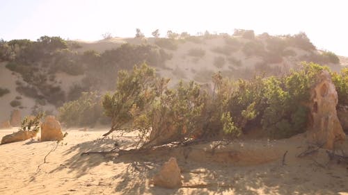 Dust Storm in a Desert