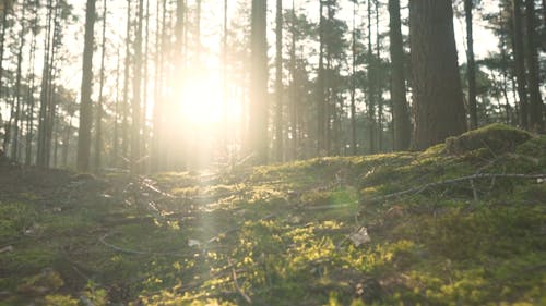 Moss on Ground in Forest