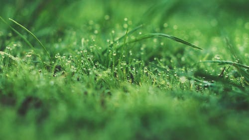 Macro Shot of the Wet Grass