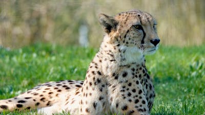 A Pair Of Cheetah Free Stock Video Footage, Royalty-Free 4K & HD Video Clip