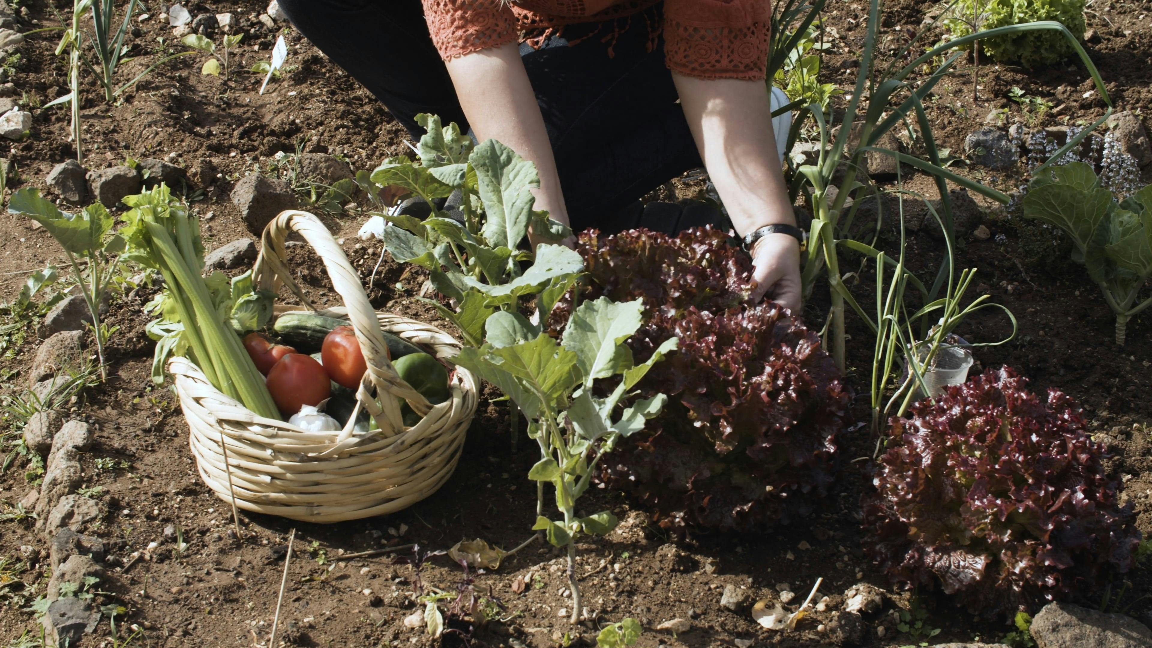 Harvesting Vegetables · Free Stock Video
